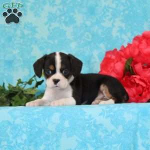 Chocolate, Boston Terrier Mix Puppy